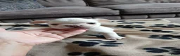 French Bulldog dogs for sale: French bulldog puppies  - Advert 13