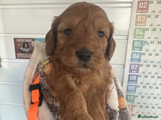 Cockapoo dogs Stunning 2 fully health tested cockapoos - Advert 11