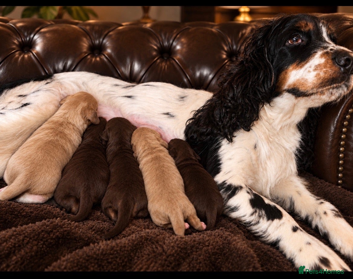 Cocker Spaniel dogs for sale: KC SHOWCOCKER SPANIELS - Advert 2