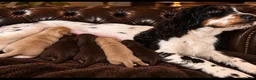 Cocker Spaniel dogs for sale: KC SHOWCOCKER SPANIELS - Advert 2