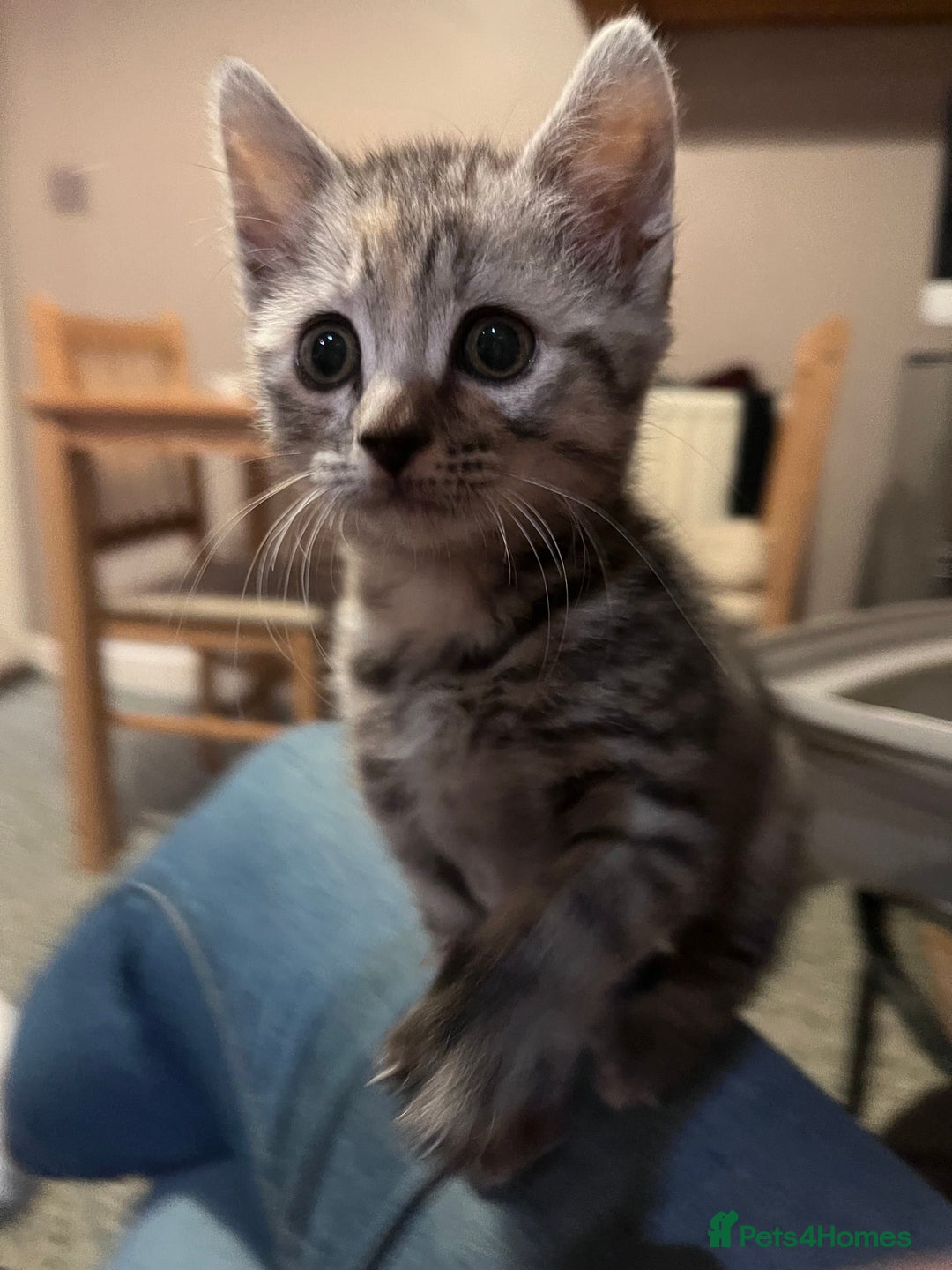 Mixed Breed cats for sale: Adorable 8-week-old half British Shorthair kitten - Advert 4