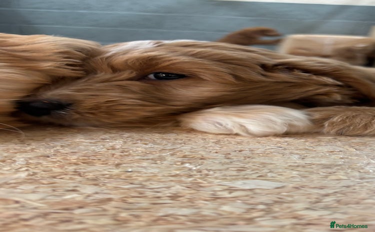 Goldendoodle dogs - Advert 11