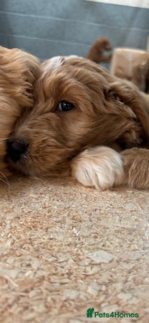 Goldendoodle dogs - Advert 11