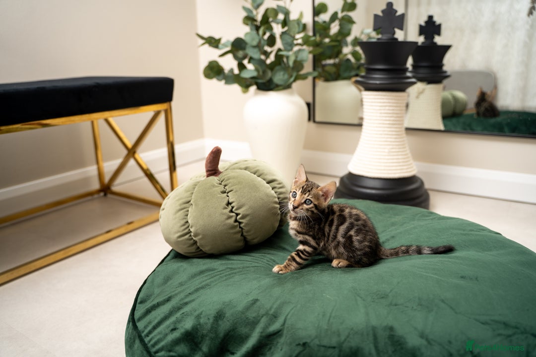 Bengal cats for sale: TICA-Certified Bengal Kittens, Show Quality - Image 25