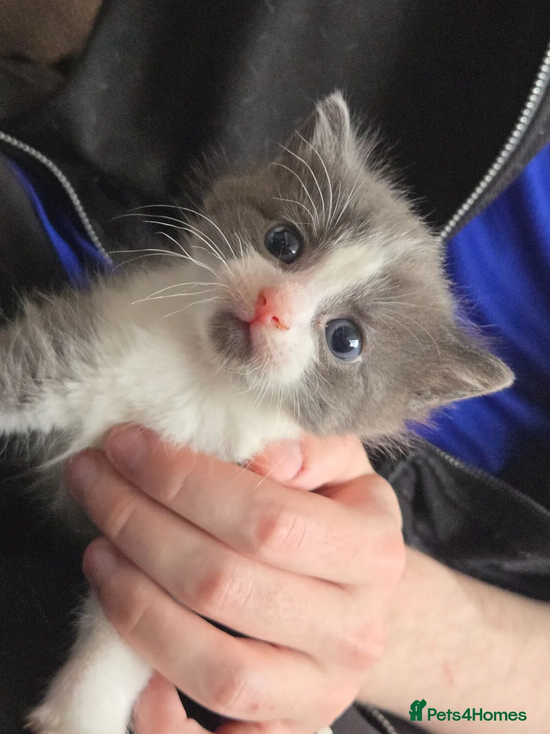Mixed Breed cats for sale: Beautiful Blue/grey & white boys - Advert 2