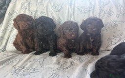 Cockapoo dogs for sale: chocolate&Black Cockapoos - Image 5