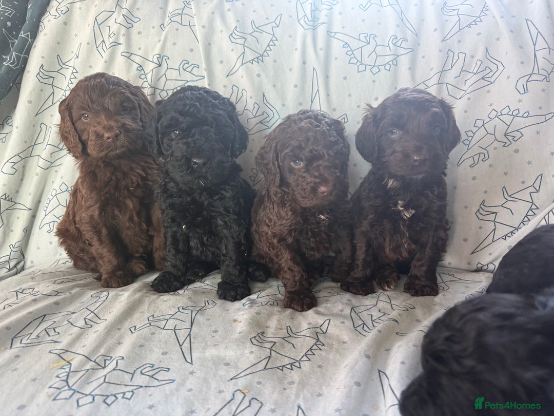 Cockapoo dogs for sale: chocolate&Black Cockapoos - Image 5