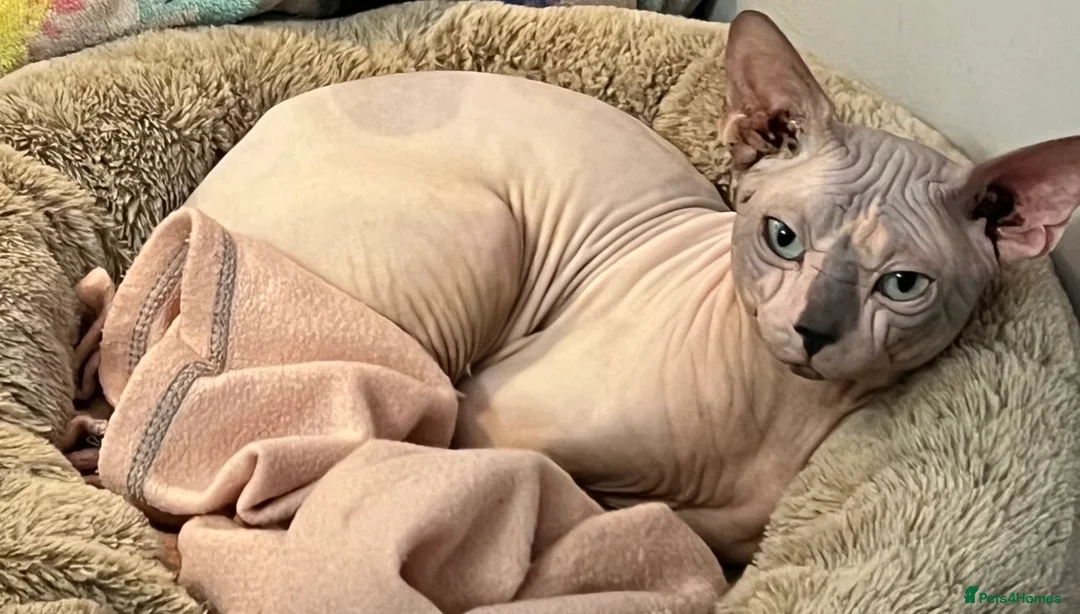 Sphynx cats for stud: Sphynx boy stud, in Wirral - Advert 9