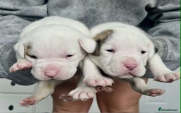 American Bulldog dogs for sale: Beautiful American bulldog puppies for sale - Image 13