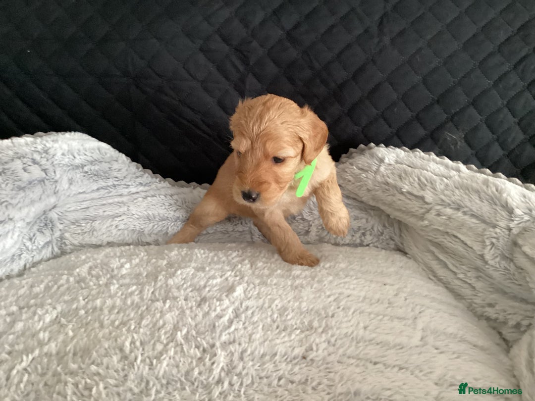 Mixed Breed dogs for sale: One gorgeous boy and girl left  - Advert 15