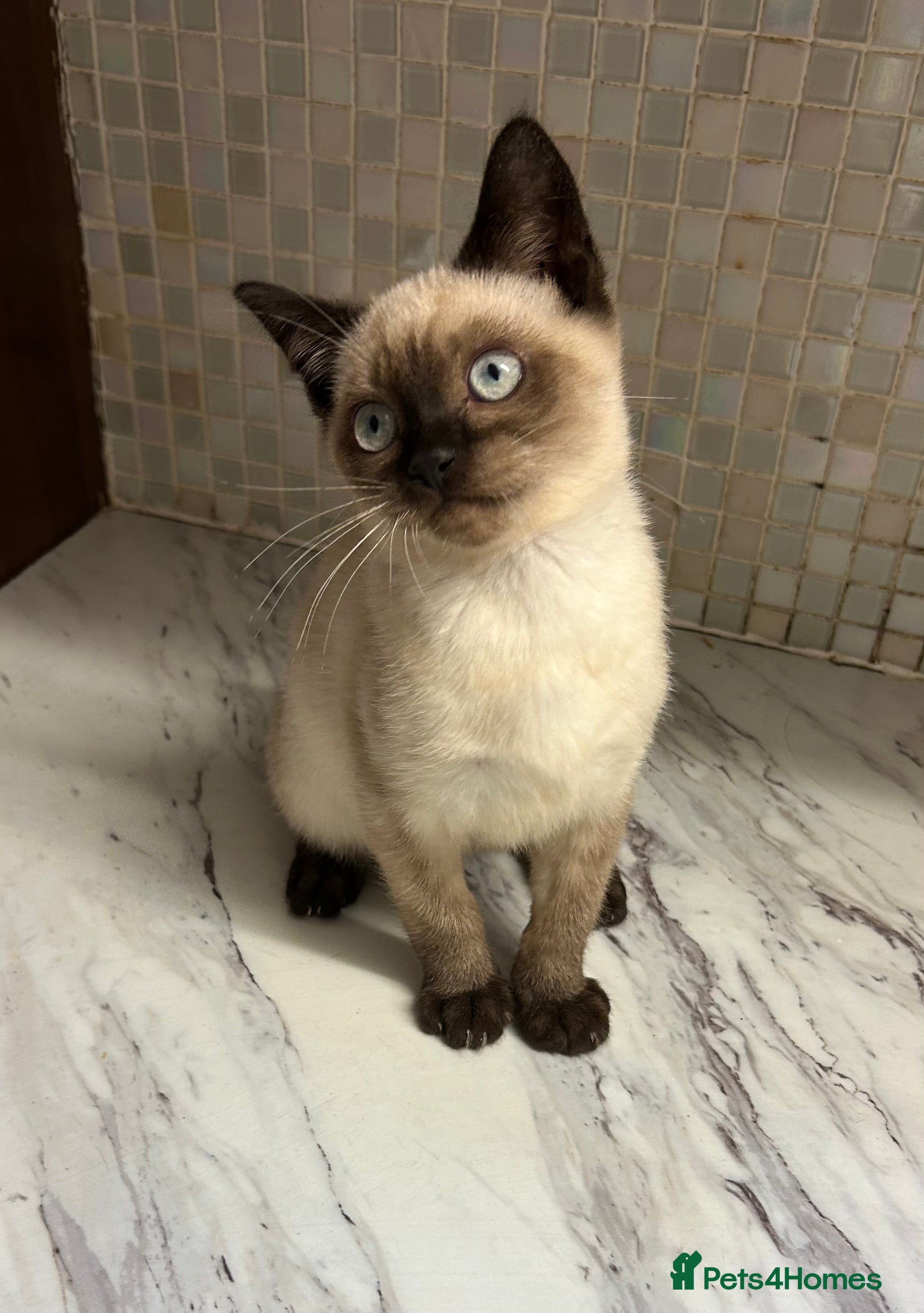 British Shorthair cats  British Shorthair Colourpoint Kittens – Boys - Advert 17