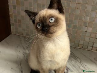 British Shorthair cats British Shorthair Colourpoint Kittens – Boys - Advert 17