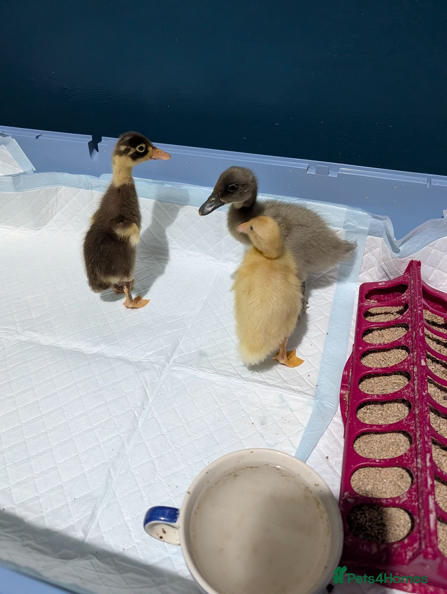 Ducks poultry Indian runner ducklings  - Advert 7