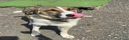 Mixed Breed dogs for adoption: Beautiful Big Girl Blanca  - Advert 6