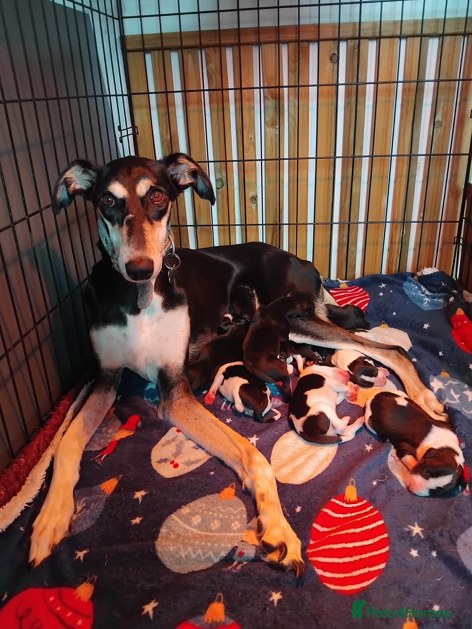 Mixed Breed dogs Whippet x Lurcher puppies - Advert 1