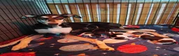 Mixed Breed dogs for sale: Whippet x Lurcher puppies - Advert 1