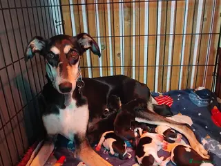 Mixed Breed dogs Whippet x Saluki puppies - Advert 11