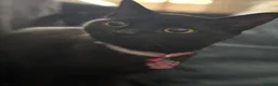Domestic Shorthair cats for sale: 2 Year old All black domestic short hair in Sunderland - Advert 7
