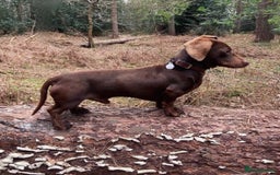 Mixed Breed dogs for sale: Top Quality F1 Docker Puppies - Image 23