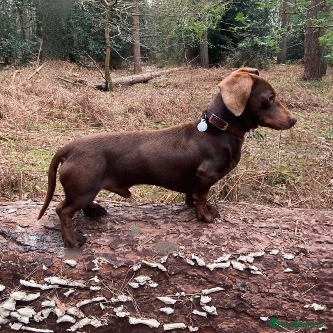 Mixed Breed dogs for sale: Top Quality F1 Docker Puppies - Image 23