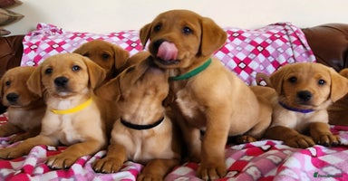 Labrador Retriever dogs - Advert 4