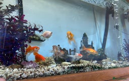 Fancy Goldfish fish for sale: Fancy goldfish / goldfish  - Image 5