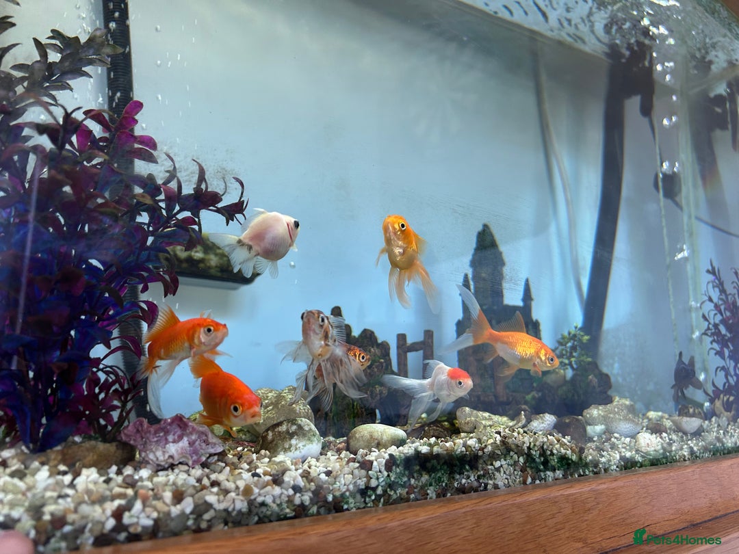 Fancy Goldfish fish for sale: Fancy goldfish / goldfish  - Image 5