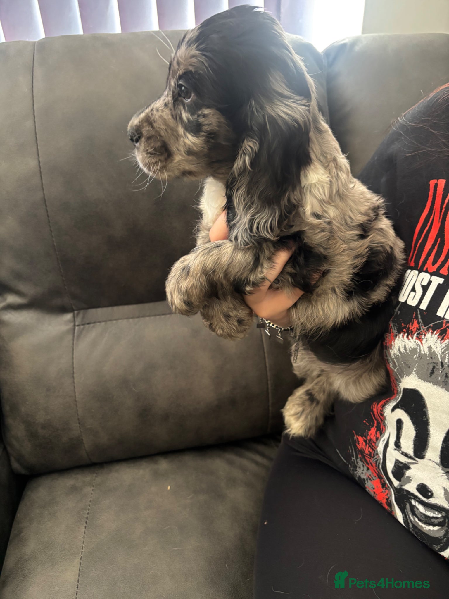 Cocker Spaniel dogs Cocker spaniels - Advert 5