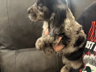 Cocker Spaniel dogs Cocker spaniels - Advert 1