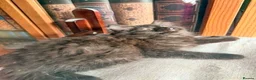 British Shorthair cats for sale: Stunning British Shorthair Kittens Ready Now! - Advert 7