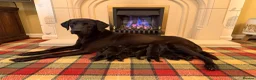 Labrador Retriever dogs for sale: Superb KC pups, health tested parents&many FTCH/Ws - Advert 3