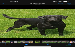 Mixed Breed dogs for sale: Belgian shepherd cross black Labrador  - Image 6