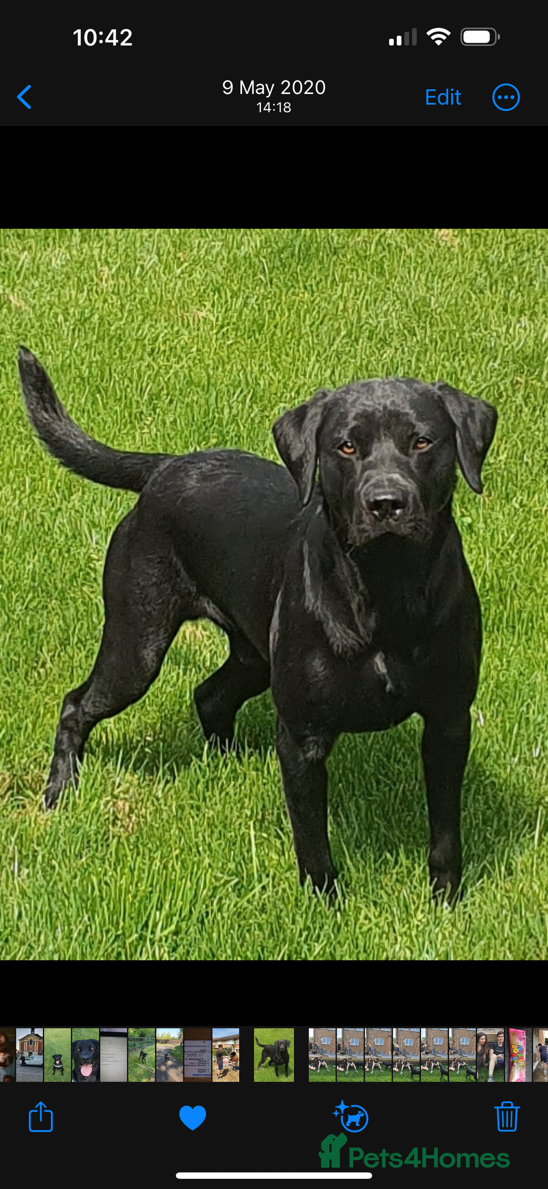 Mixed Breed dogs for sale: Belgian shepherd cross black Labrador  - Image 6