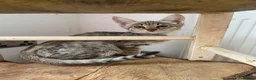 Savannah cats for sale: Savannah PED’G kitten last light bst girl F5SBT - Advert 10
