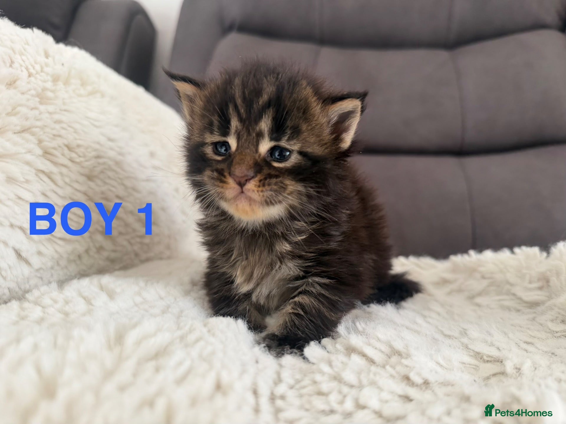 Maine Coon cats SHOW QUALITY MAINE COON KITTENS - Advert 5