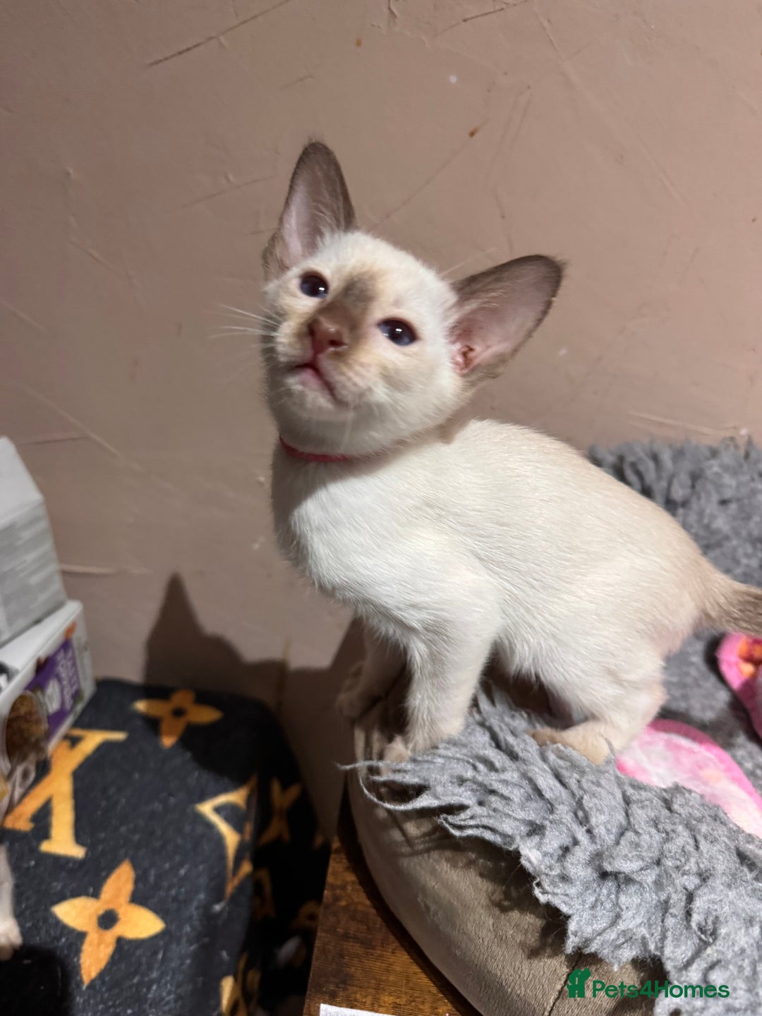 Siamese cats for sale: 4 adorable lilac and chocolate point Siamese  - Advert 16