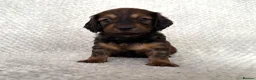 Dachshund dogs for sale: Standard Longhair Dachshunds  - Advert 7