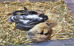 Harlequin rabbits for sale: 7 beautiful Harlequin bunnies looking for a new 🏡 - Image 2