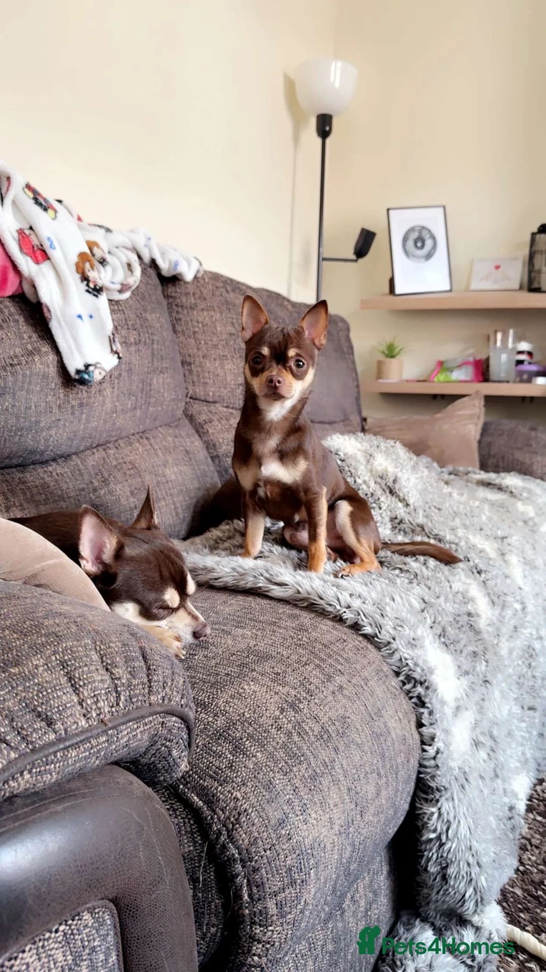 Chihuahua dogs for stud: Reggie the chocolate chi for stud in Ipswich - Advert 10