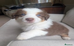 Australian Shepherd dogs for sale: 2 Female Australian Shepherd Puppies - Image 7