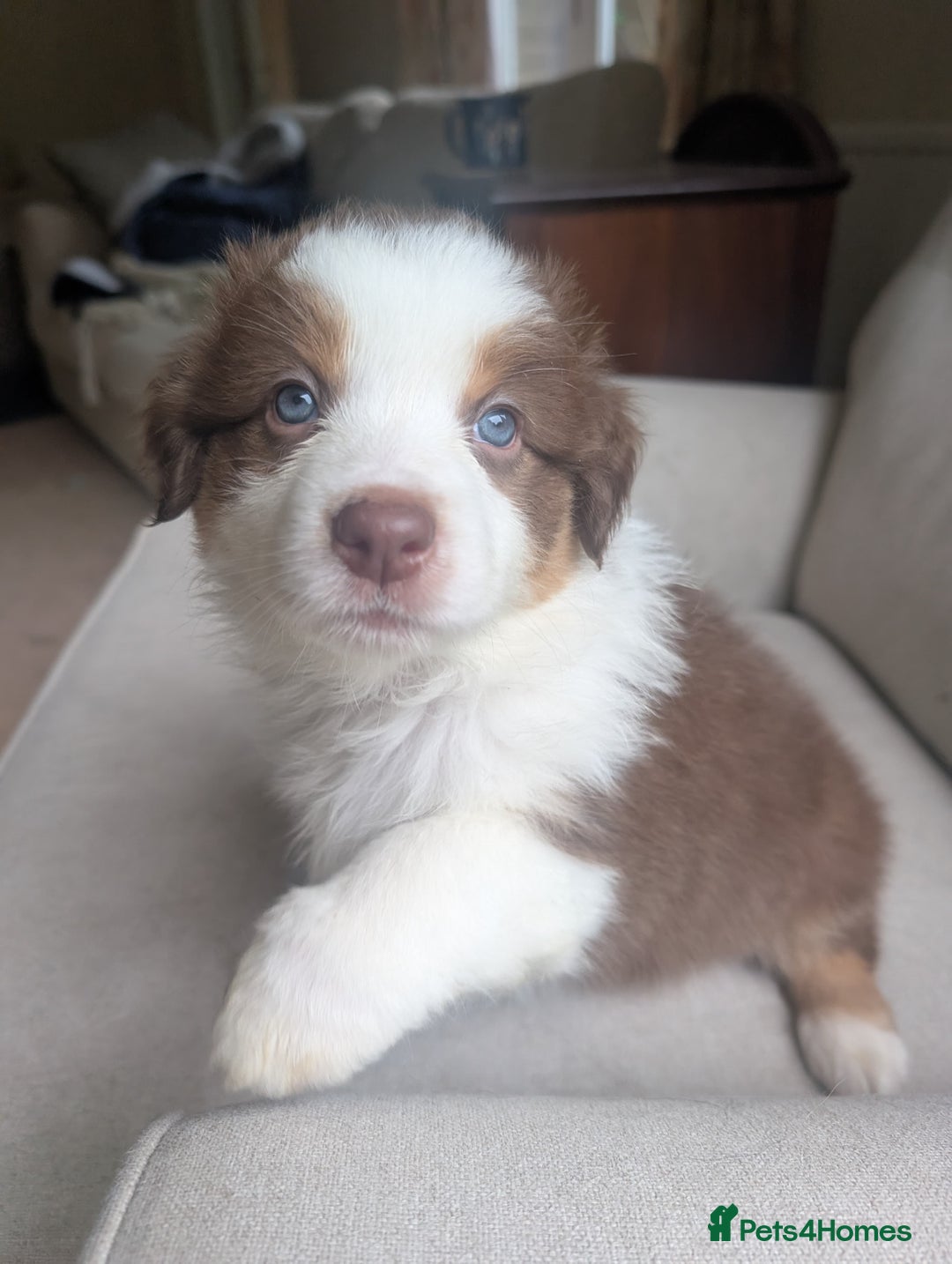 Australian Shepherd dogs for sale: 2 Female Australian Shepherd Puppies - Image 7