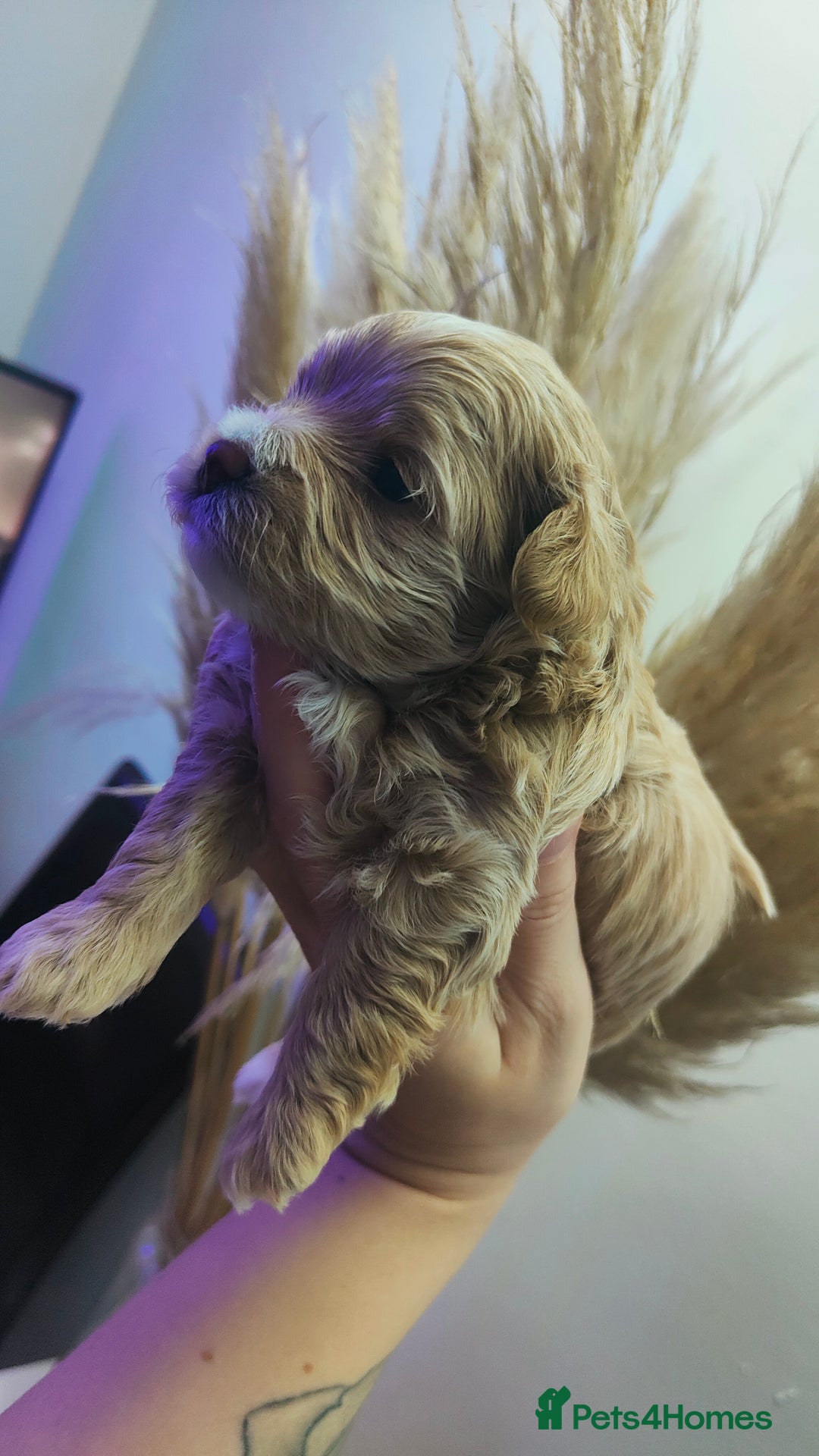 Maltipoo dogs for sale: F1 Tiny Maltipoo Puppies  - Advert 19