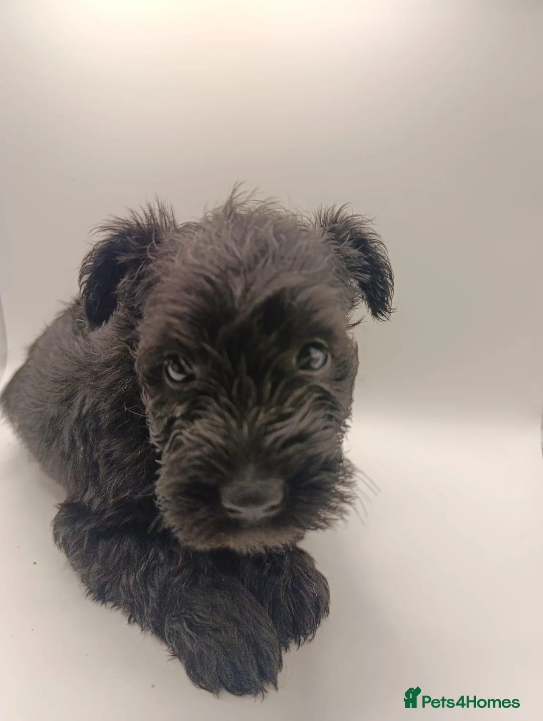 Miniature Schnauzer dogs for sale: Kc reg miniature schnauzers pups available  - Advert 3