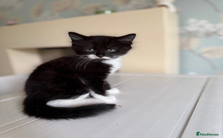 Mixed Breed cats - Advert 2