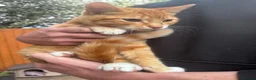 Mixed Breed cats for sale: Male Kitten Looking for Calm, Patient Home - Advert 1