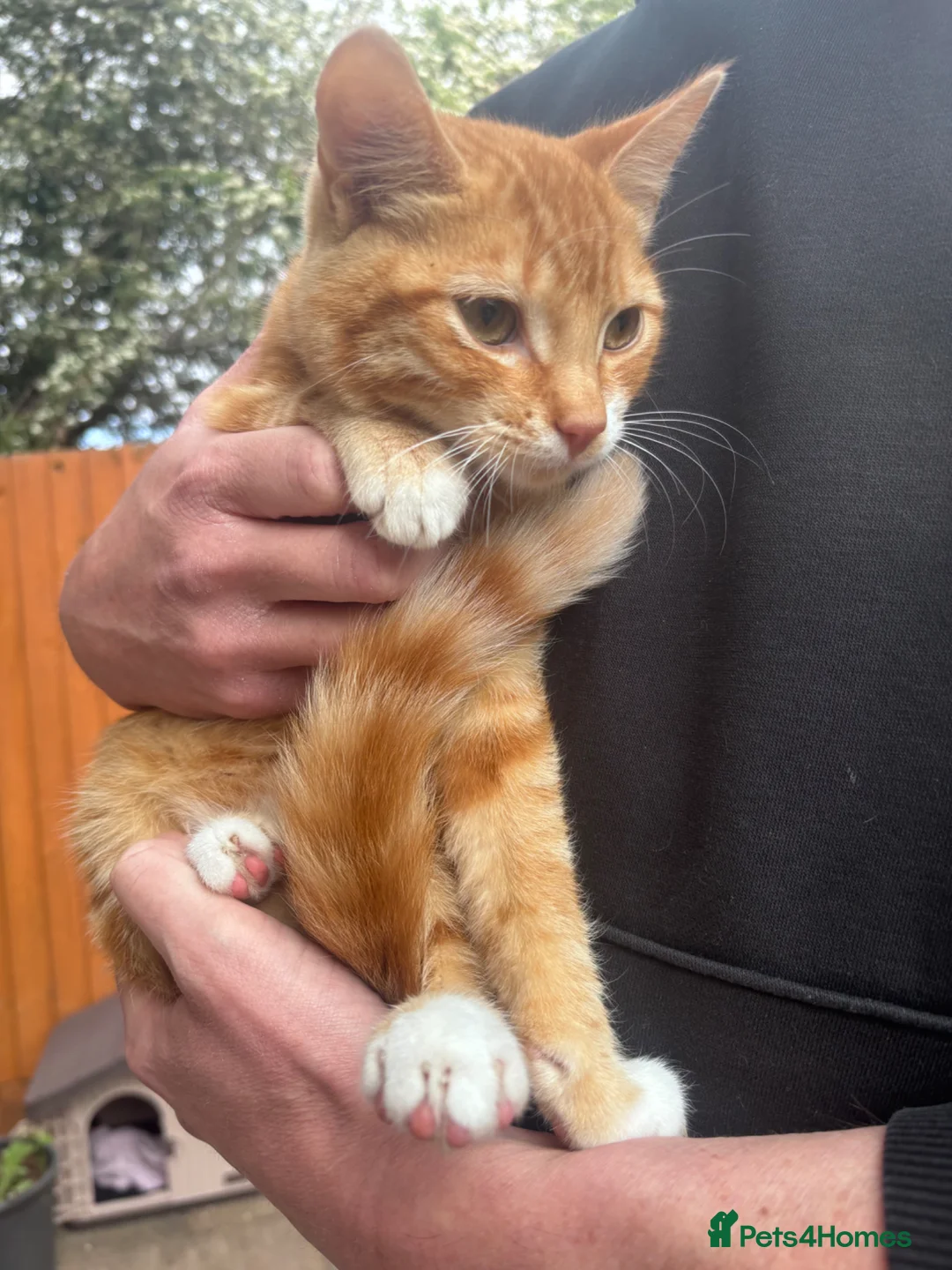 Mixed Breed cats for sale: Male Kitten Looking for Calm, Patient Home - Advert 1