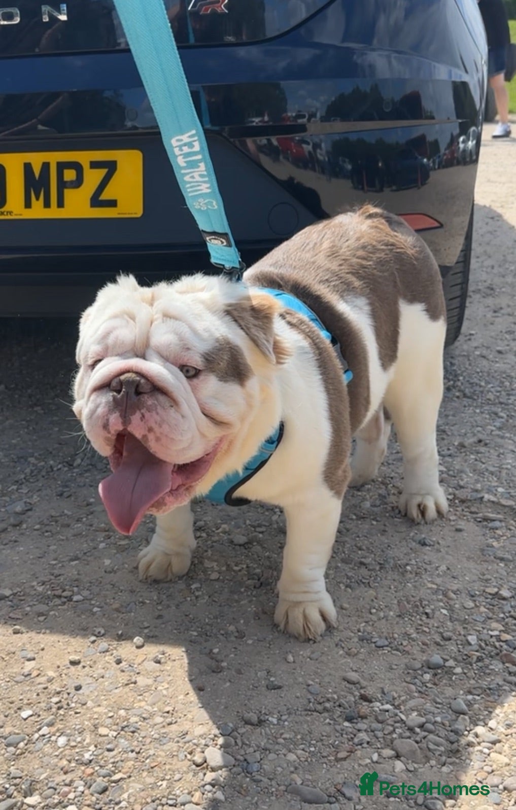 English Bulldog dogs Full Visual Fluffy English Bulldog  - Advert 1