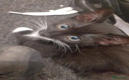 British Shorthair cats for sale: Black and white kittens for sale  - Image 5