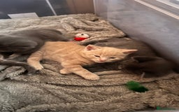 Mixed Breed cats for sale: Half mine coon half British  - Image 9