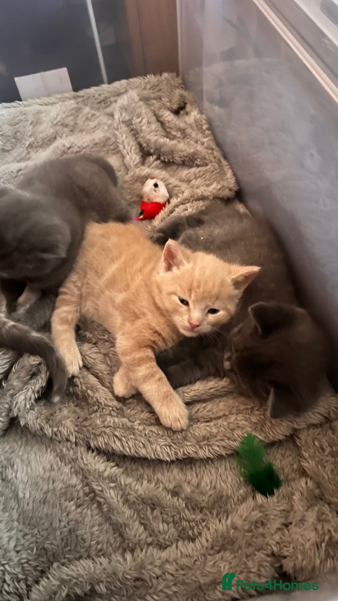 Mixed Breed cats for sale: Half mine coon half British  - Image 9